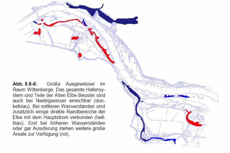 Einfluss des Abfluss der Elbe auf die Habitatverfügbarkeit Wasserstand [cm über PNP] 500 450 400 350 300 250 200 150 100 50 0 Abflussvergleich Mai/Juni 1997/98 Differenzen im Abfluss 1997 1998 30.