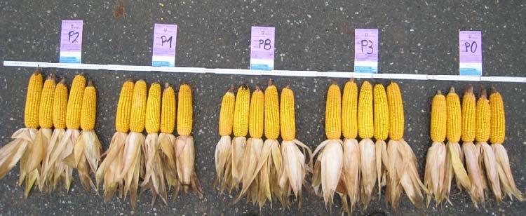 Vergleich des Mais Bestandes - Kolben Vergleich des Frischgewichtes