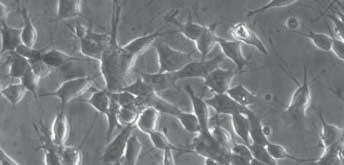 CELLCOAT Proteinbeschichtete Zellkultur Gefäße 1 Zell und PolyLysin CELLCOAT PolyDLysin (PDL) und PolyLLysin (PLL) sind synthetische Moleküle, die eingesetzt werden, um das Anhaften verschiedener