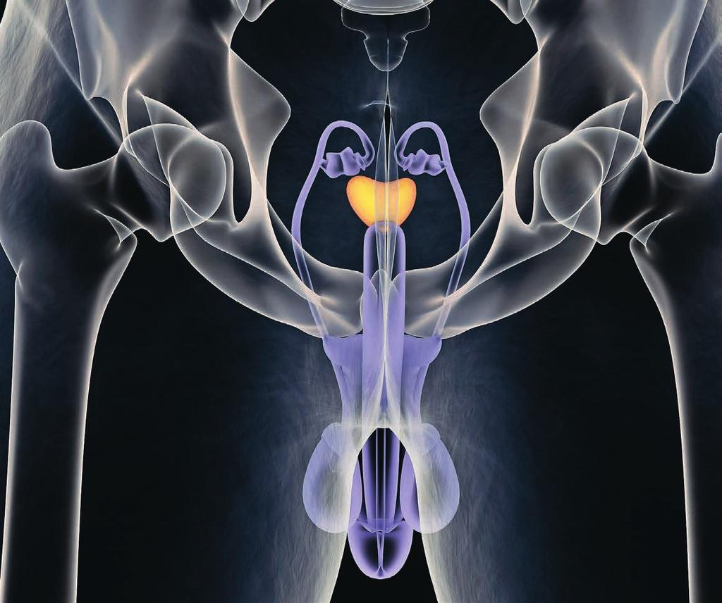 Die Prostata hat die Form und Grösse einer Kastanie. auch für die so genannten Frauenkrankheiten.
