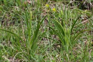 Langspornige Handwurz Das Jahr der Gymnadenia conopsea im Verlauf