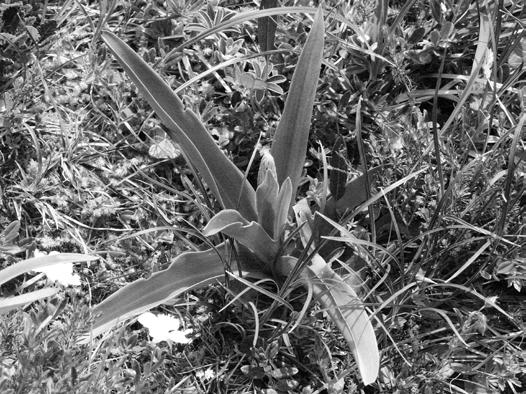 Einheimische Orchideen Schweiz AGEO 2015 Jahr der Gymnadenia conopsea (L.) R. Br. Langspornige Handwurz Und zum Schluss noch dies.