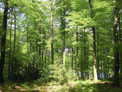 Weißbuch Wald Zielsetzung des BUND Ziel muss eine Waldwirtschaft sein, die Ökonomie und Ökologie,