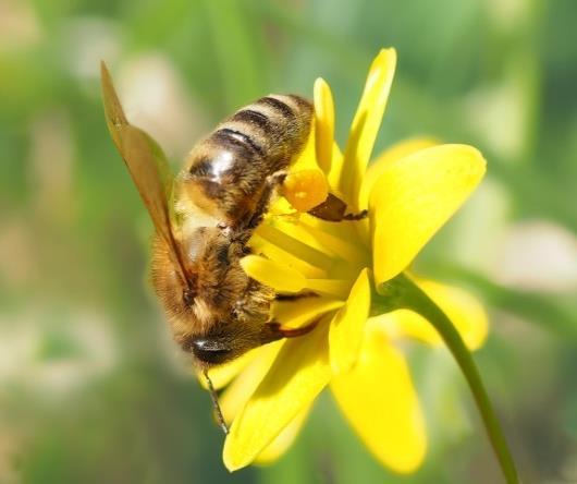 Biodiversitäts verlust kostet Geld Mit ihrer Bestäubungsleistung sichern Insekten in