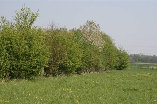 Ökobetrieb 12,3 ha Acker Ökolandbau (Förderung über PIK vorstellbar) Ökokonto: