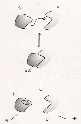 6. Kineti 6.2 Theorie der Retionsineti Michelis Menten Mechnismus: E + S ES P + E Lösungsnstz: - [ES] vi Qusittionrität - [E] = [E] + [ES] - [S] ist c. onstnt, d.h. [E] << [S] Konzentrtion des Enzym-Sustrt Komplexes: [ES] [E] [S] [S] Produtildungsgeschwindigeit: d[p] [E] [S] [E] [S] K M [S] [S] [S] [E] [S] (P.
