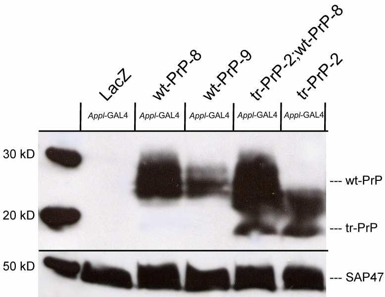 ERGEBNISSE Abbildung 15: Prion-Protein wird in transgenen Fliegen pan-neuronal exprimiert.