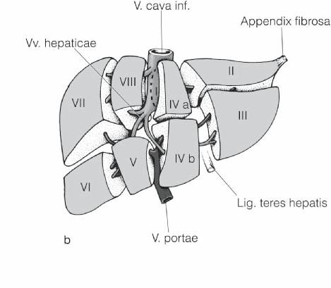 Grundlagen Lebervenen, die in die V. cava inferior fließen, welche auf der Rückseite der Leber verläuft. Heute gültig ist die Segmenteinteilung nach Couinauld (Abb. 2).