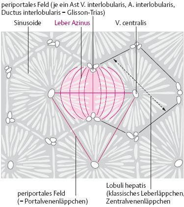 Grundlagen Abbildung 4: Das Leberläppchen (Graphik aus: Bommas-Ebert, U.