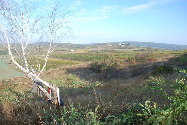 Weinviertel Gehölzschwendung Retzer