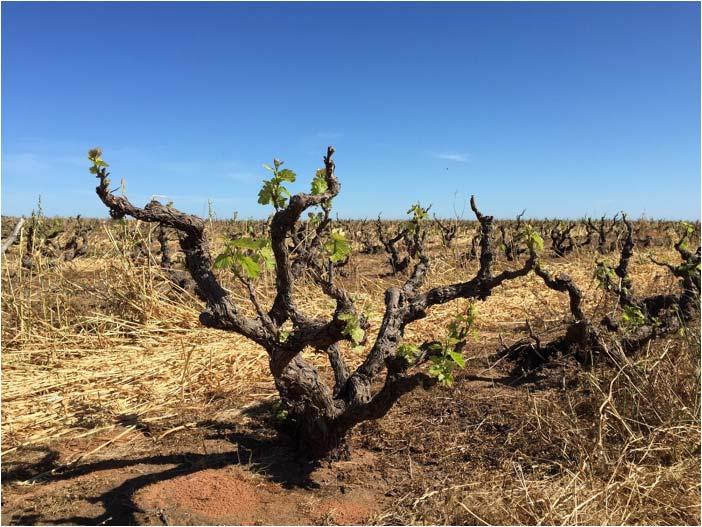 Rebsorten Südafrika Weiss Chenin Blanc Colombard