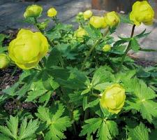 Trollius europaeus Östlicher