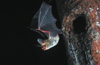 HESSEN-FORST Artgutachten 2005 Gutachten zur Datenverdichtung zum Vorkommen von Fledermäusen der
