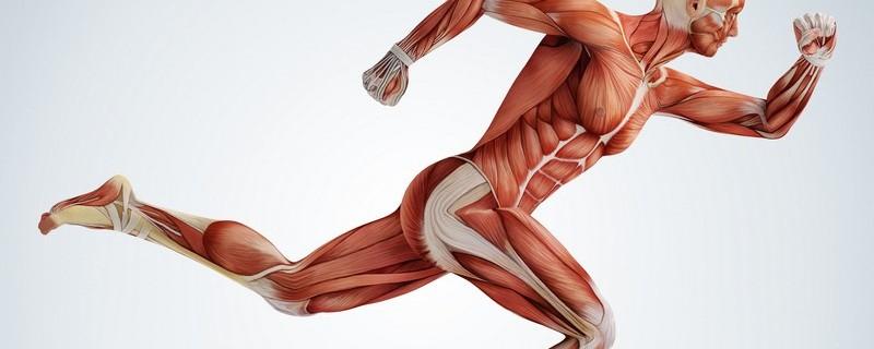 , Einflussfaktoren beim Messen elektromyologischer Signale Die Muskelaktivität ist durch elektrische Potentialverschiebung entlang der Muskelfasern