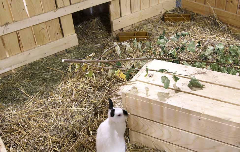 Insgesamt gab es im Obergeschoss der Halle 7 vier Gehege mit Kaninchen in Gruppenhaltung.