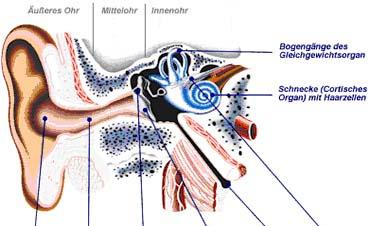Biologische Grundlagen -Signal dringt in Gehörgang ein Trommelfell wird nach innen gedrückt -Durch Kette von Knöchelchen wird Bewegung des Trommelfells auf Flüssigkeit im Innenohr übertragen - im
