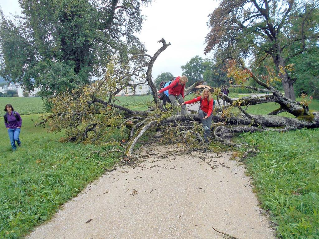 Wir sind erst einige Minuten unterwegs, als ein umgestürzter Baum den