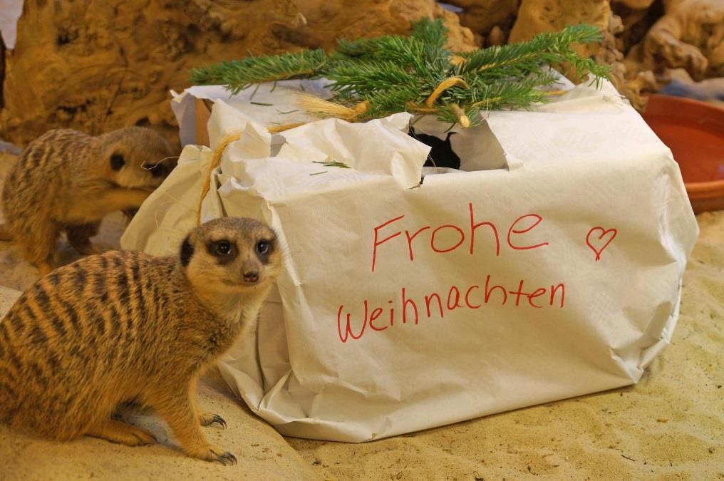 Tierische Bescherung im Tierpark + Fossilium Bochum W as wünschen sich die Erdmännchen wohl zu Weihnachten? Einen Sack Mehlwürmer oder doch ein neues Bällebad zum Spielen?