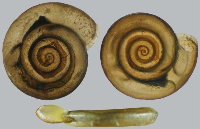 1. Einleitung Mit 1. Mai 2004 wurde die zierliche Tellerschnecke Anisus vorticulus (Abb. 1 und 2) in die Anhänge II und IV der Fauna-Flora-Habitatrichtlinie aufgenommen.
