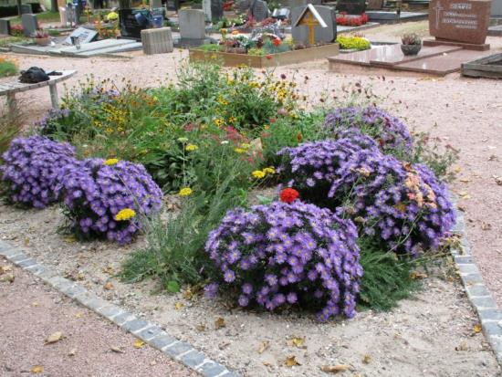 Indianersommer: Anwendungsgebiete: Hausgärten,