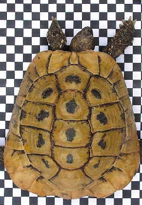 Wie muss die Fotodokumentation aussehen? Landschildkröten weisen ganz individuelle Merkmale im Bauch- und Rückenpanzerbereich auf, die sich bei jedem Exemplar eindeutig unterscheiden lassen.