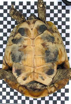 Bei diesen Individualmerkmalen handelt es sich bei den Europäischen Landschildkröten um das Halswirbel- und das letzte Rückenwirbelschild auf dem Rückenpanzer sowie um die Kreuzungslinien auf dem