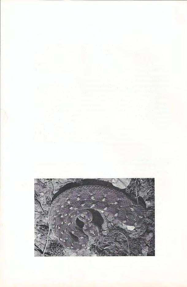 Abb. 11. Die Sandrasselotter, Echis carinatus, tauchte aus einem N agerbau während der Nacht in der Kieswüste bei Station 1 auf.
