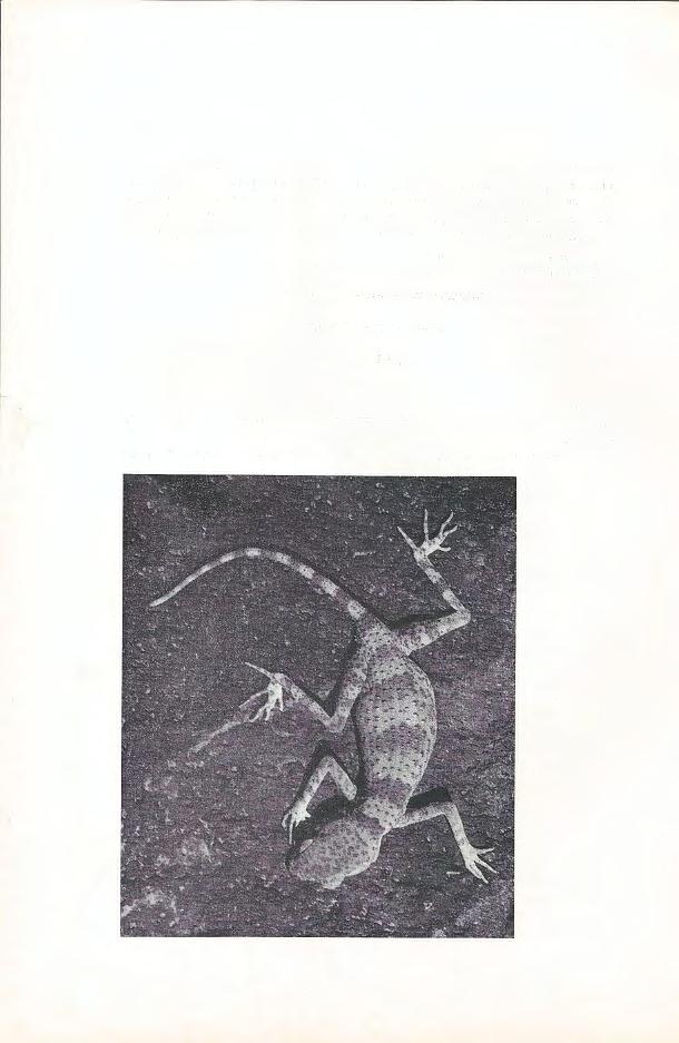 Abb. 3. Der Spinnen-Gecko, Agamura persica, ist ein tagaktiver Bewohner der Siah Kuh-Berge.