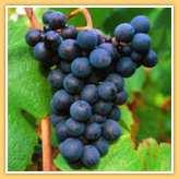 ALIGOTE Der Aligoté (6 % des Sortenbestandes) ist eine mittelfeine in Burgund sehr alte Rebsorte. Die Trauben dieser ziemlich robusten Rebsorte sind größer und zahlreicher als die des Chardonnay.