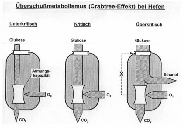 Abb. 2. Erläuterung der Nutzung des Substrats Glucose bzw. Ethanol bei Hefen der Gattung Saccharomyces als respiratorischer Flaschenhals [nach SONNLEITNER und KÄPPELI, 1986].