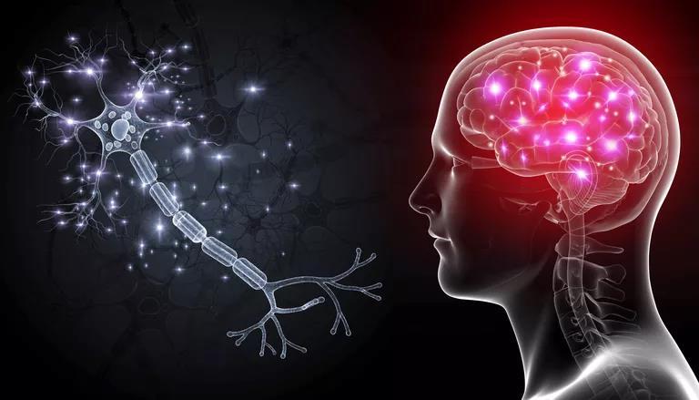 2. Biomedizinische Forschung Erforschung des Gehirns hat bisher Grenzen Es besteht aus etwa 86 Milliarden Nervenzellen, die untereinander mit hunderten Billionen von Verbindungen verknüpft sind Diese