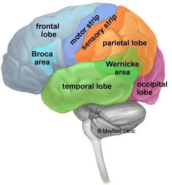 2. Biomedizinische Forschung Die Entstehung psychischer Erkrankungen ist komplexer Erkrankungen des Gehirns Störung eng umschriebener Hirnfunktionen Gedächtnis Muskelkontrolle Neurologische Symptome