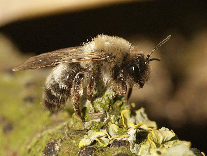 Flora und Fauna - Wildbienen Berliner