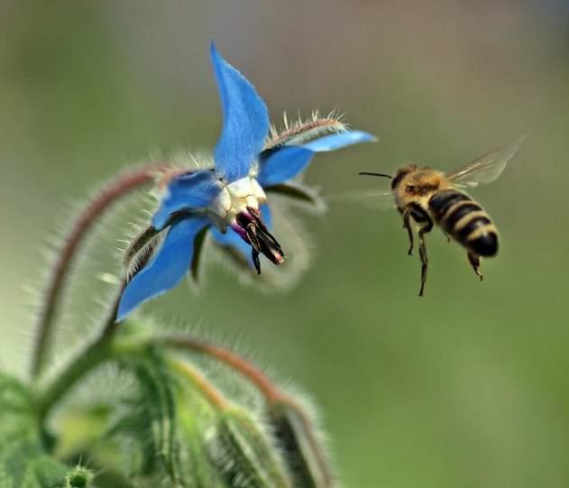 Bienen: Schlüsselwesen für die biologische Vielfalt Honig- und Wildbienen bestäuben 80 % aller heimischen Blühpflanzen Wert der Bestäubungsleistung von Insekten weltweit: 150 Mrd.