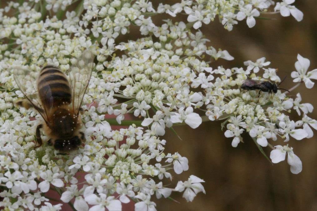 Honigbiene und Maskenbiene Apis mellifera