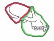 Jetzt-Mensch Gehirn-Schädel (rot) Gesichts-Schädel (grün) Ober-Kiefer