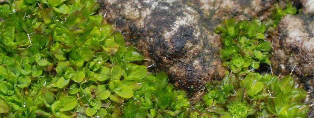 Das Brutblatt-Drehzahnmoos (Tortula pagorum) - ein Super-Emissionszeiger von Oliver Röller Moos-Arten der Gattung Tortula zeichnen sich u.a. durch zungenförmige Blätter aus.