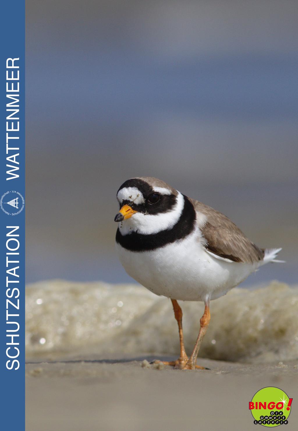 . Unsere Brutvögel im Wattenmeer Schulprojekt gefördert durch die Bingo-Umweltlotterie Projektbericht von