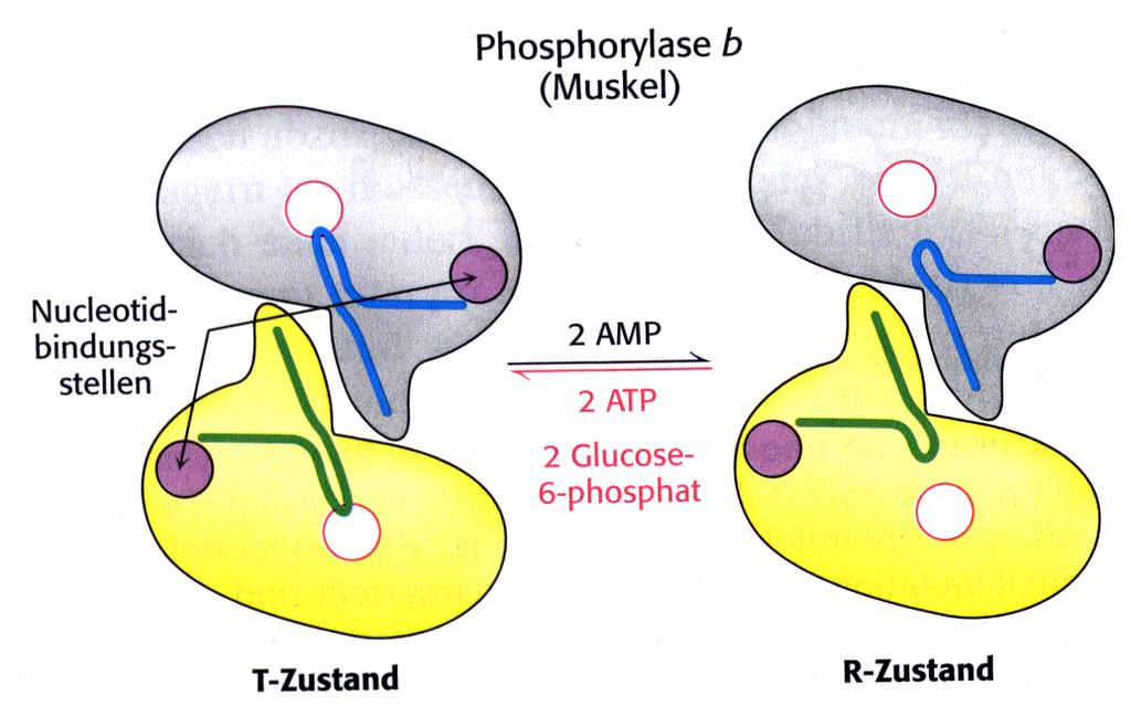 Zusätzlich wird das Gleichgewicht der Phosphorylase b zwischen T- und R-Zustand durch zelluläre Zustände beeinflußt (Feinabstimmung): In der Muskelzelle stabilisiert eine