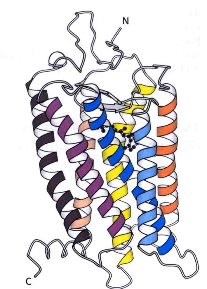 Sieben membrandurchspannende -elices ( Serpentinenrezeptoren ) Beispiel Rhodopsin (Sehvorgang; Ligand = Photon) Bindung eines