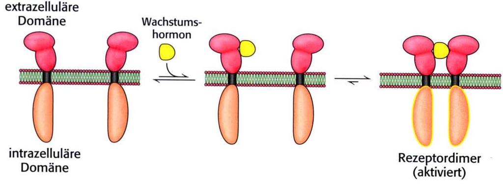 Während 7TM-Rezeptoren Signaltransduktionswege durch Veränderung ihrer Tertiärstruktur in Gang setzen, die durch Bindung des Liganden (z.b.