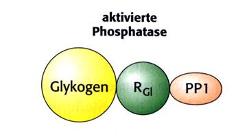 Insulinsensible Protein-Kinasen aktivieren die Proteinphosphatase-1 durch Phosphorylierung ihrer R Gl -UE. Dadurch kann R Gl -UE mit PP1 und dem Glycogenmolekül assoziieren.