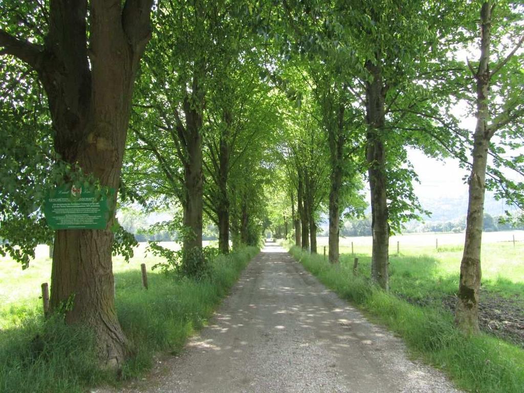 FOTOS Landschaftsprägende Allee südlich des Schlosses