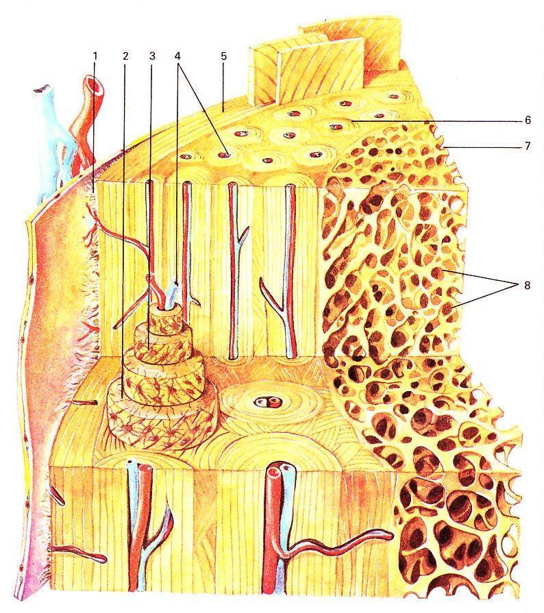 Die Rezeptoren befinden sich im Periost der Knochen Schema vom Aufbau des Knochens [nach Dolf Künzel] 1 Knochenhaut (Periost) 2 Osteon 3 Knochenzellen 4 Haversche Kanäle mit Blutgefäßen 5 äußere