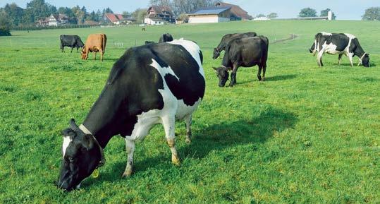 Interessenvertretung Milch Mehrwertstrategie für Schweizer Milch noch nicht am Ziel Nur mit einer klaren Differenzierungsstrategie in der Milchproduktion haben wir eine Chance, das höhere Schweizer