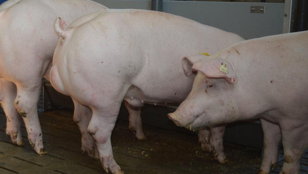 Montag, 25.11.2013 Eber erfolgreich mästen Der Lehrgang wendet sich an Schweinemäster/ -innen, die sich mit der Mast nicht kastrierter männlicher Schweine auseinandersetzen wollen.