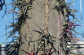 Ähnliche Korkleisten finden sich auch beim Amberbaum (Liquidambar styraciflua).