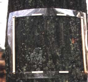 Häufigkeitsbestimmung nach Deckungsgradbestimmung Der Baum oder später die gesamte Probestelle können durch ein farblich gefüllten Symbols (z.b. Kreis) mit der Häufigkeit (dem Deckungsgrad) der empfindlichsten Flechte charakterisiert werden.