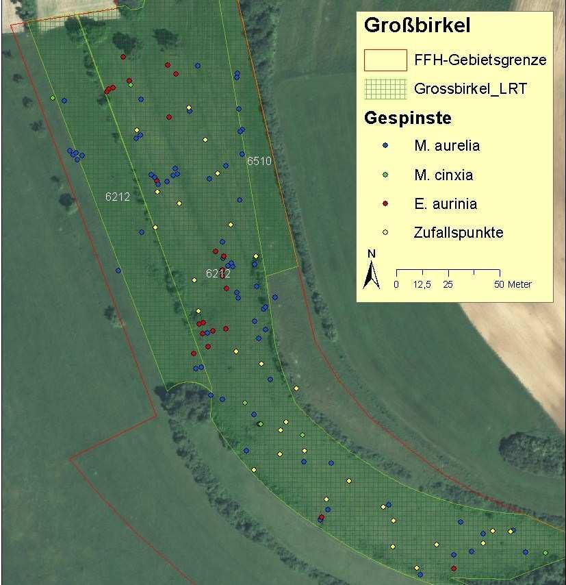 Räumliche Verteilung der Gespinste in Großbirkel: LRT 6510 Flachland-Mähwiese mit Alopecrurus pratensis (Wiesen-Fuchsschwanz), Sanguisorba