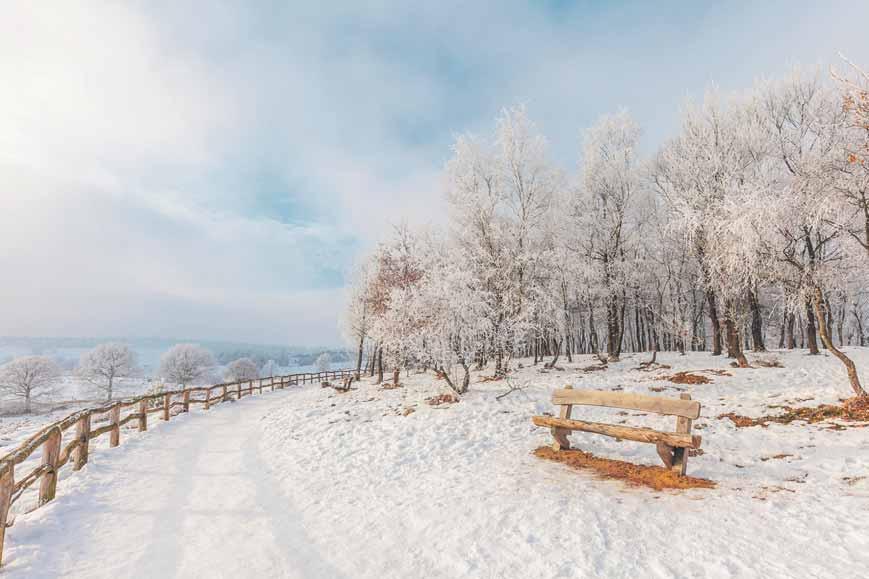 Seite 16 Nichtamtlicher Teil Freitag, den 4. Januar 2019 Für die optimale Vorbereitung bietet der NABU unter www.vogeltrainer.de ein eigenes Lernprogramm zur Stunde der Wintervögel an.